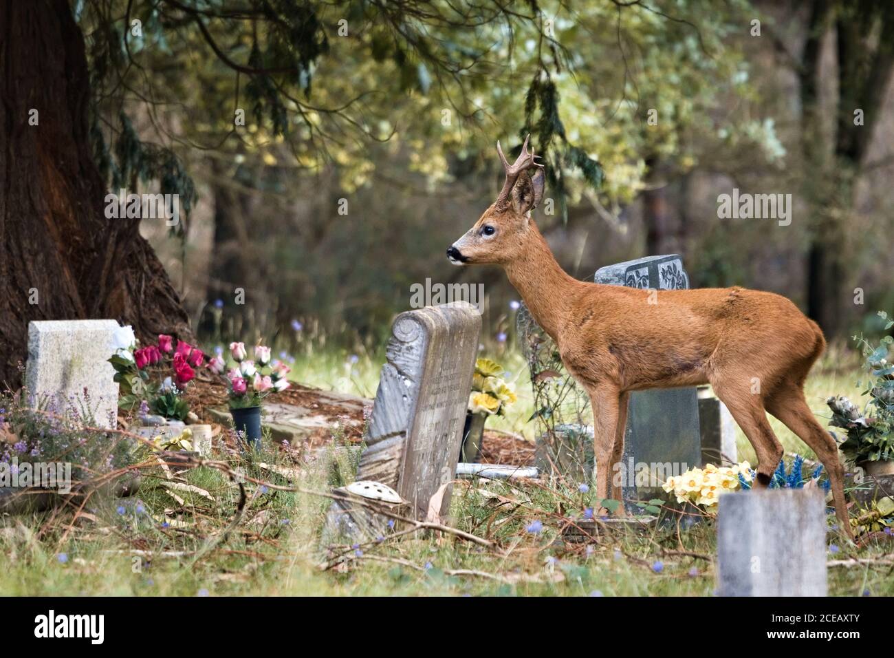 Männlicher Rentierbock (Capreolus capreolus) Blick in die Ferne des Brookwood Friedhofs Stockfoto