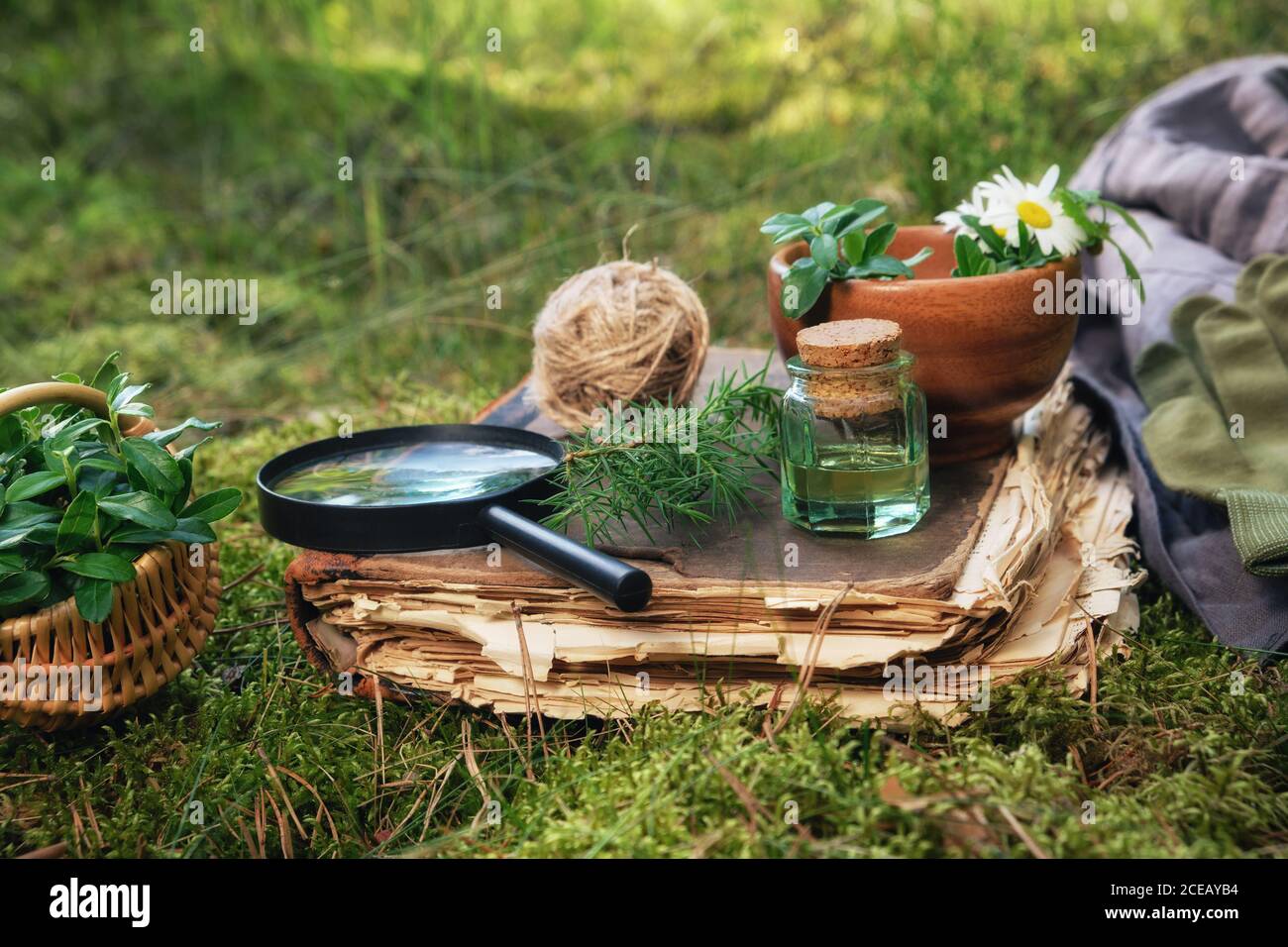 Mörser von Heilkräutern, altes Buch, Infusionsflasche, Korb und Lupe auf einem grünen Moos im Wald im Freien. Stockfoto