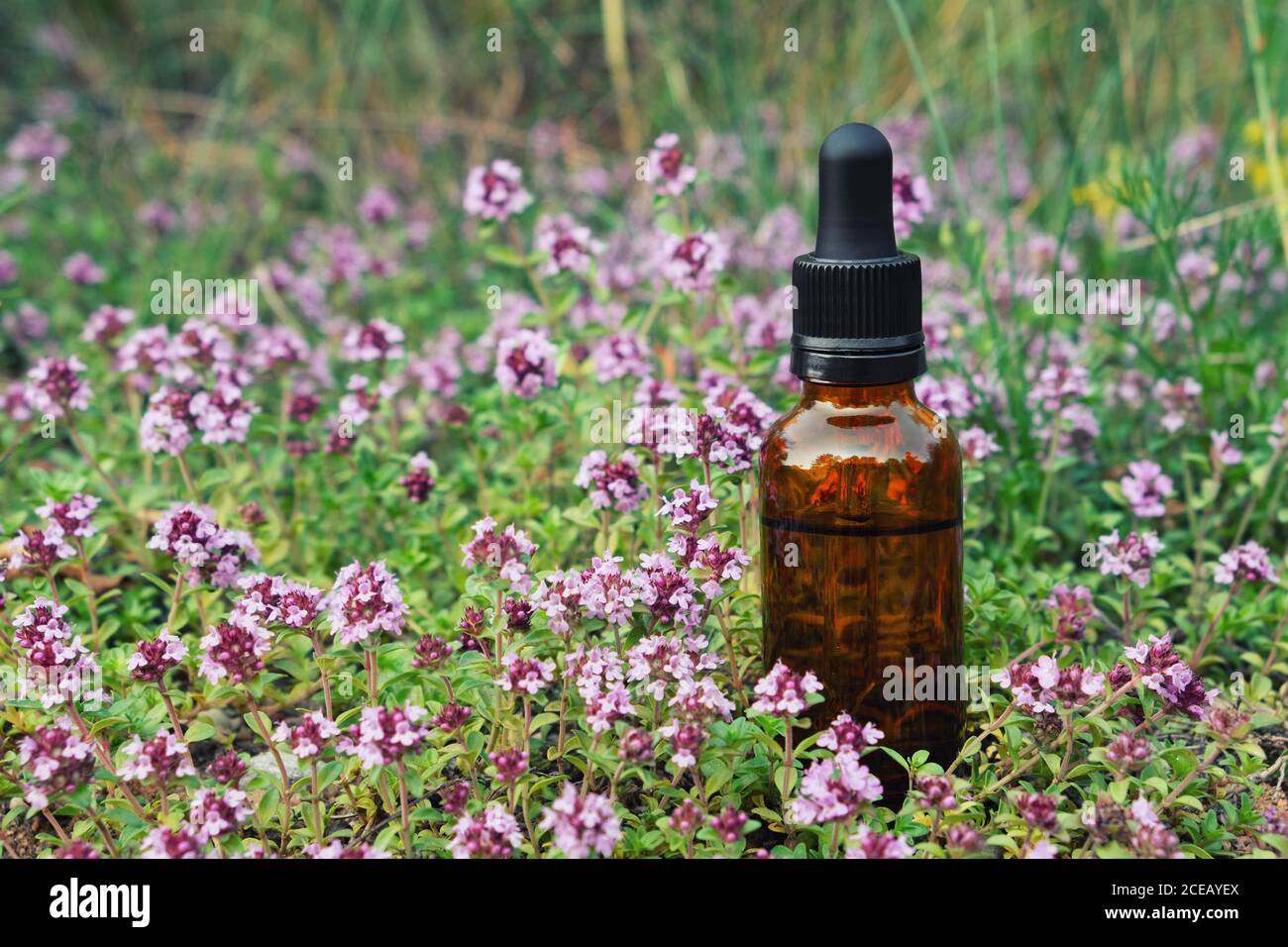 Tropfflasche mit ätherischem Thymian Öl, Thymus serpyllum blüht auf Auen der Wiese. Alternative Medizin. Stockfoto