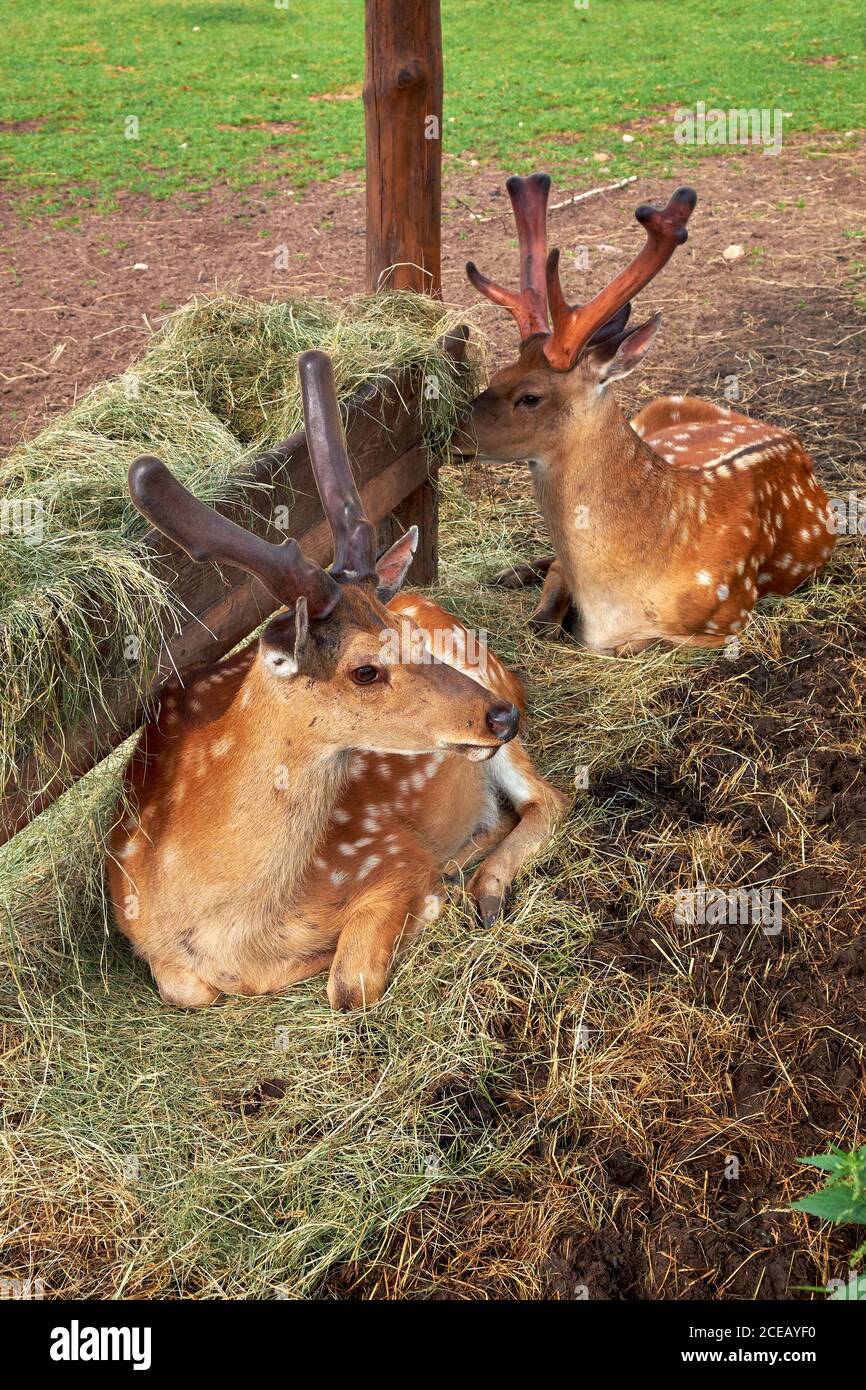 Zwei sika-Hirsche, auch als Fleckhirsch bekannt, der in der Nähe von Futterhäuschen mit Heu ruht. Stockfoto
