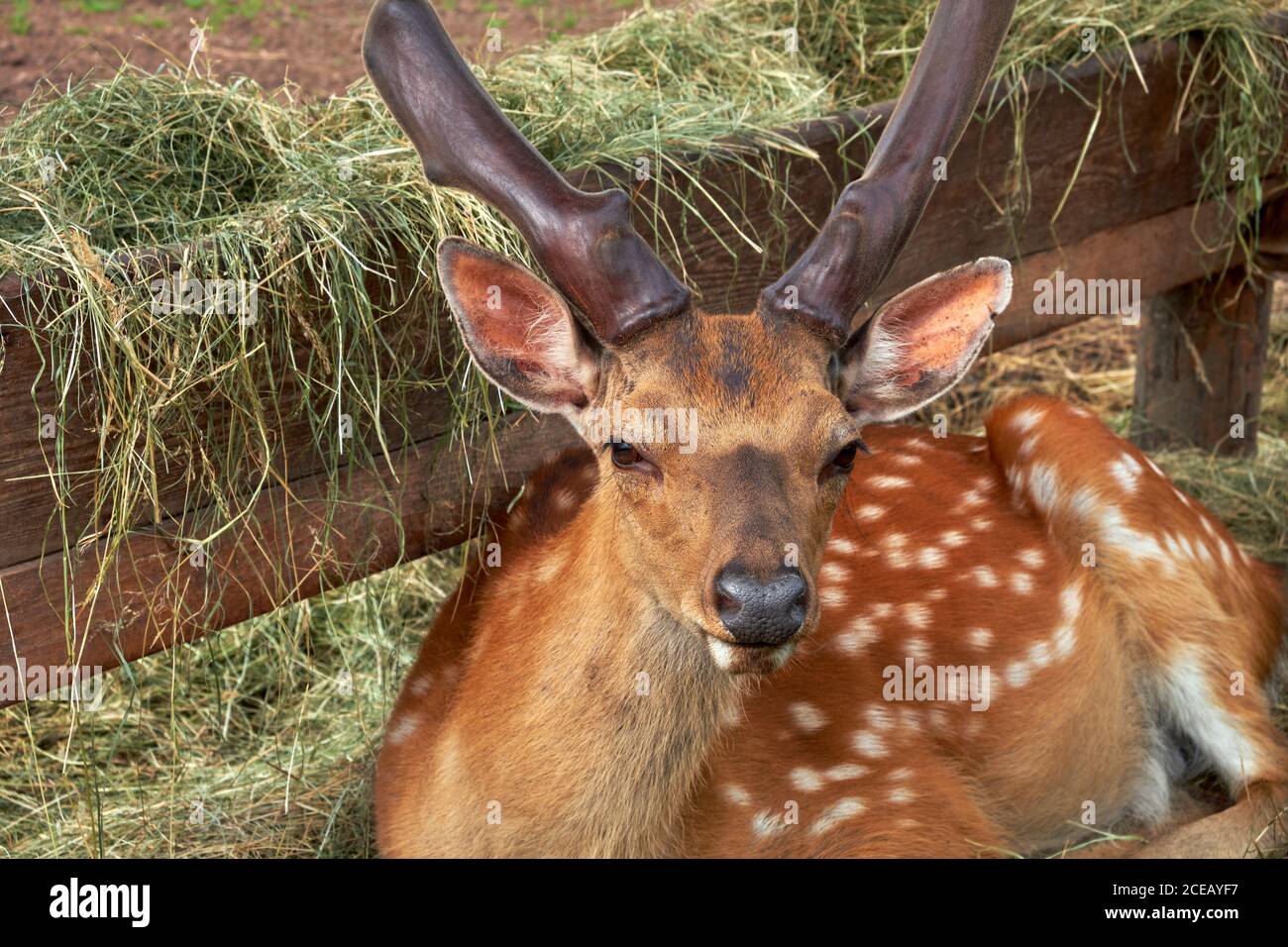 Porträt von sika-Hirsch. Gefleckte Hirsche, die in der Nähe von Waldhäuschen mit Heu ruhen. Stockfoto