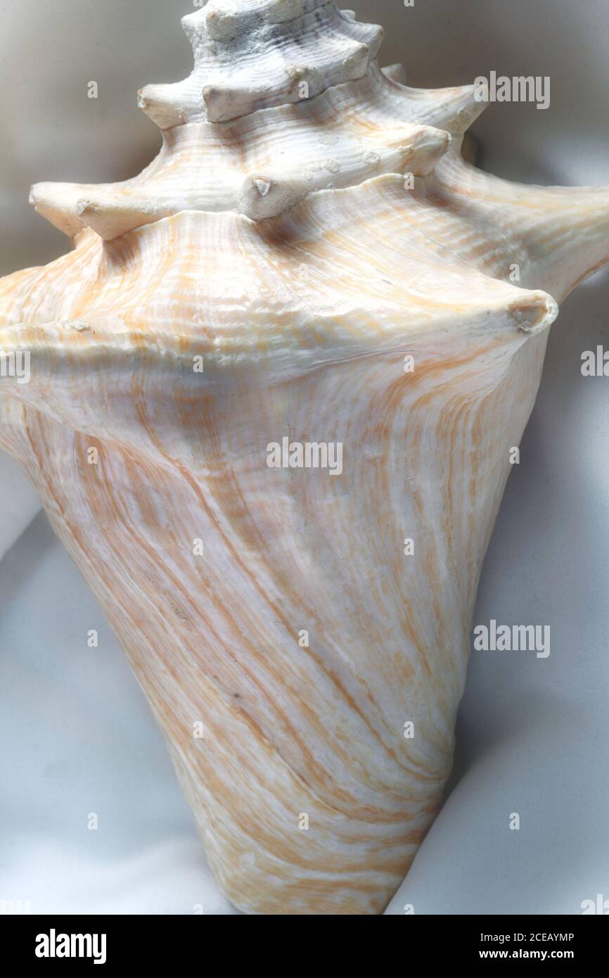 Nahaufnahme einer großen Königinnenmuschel (Aliger Gigas) Stockfoto