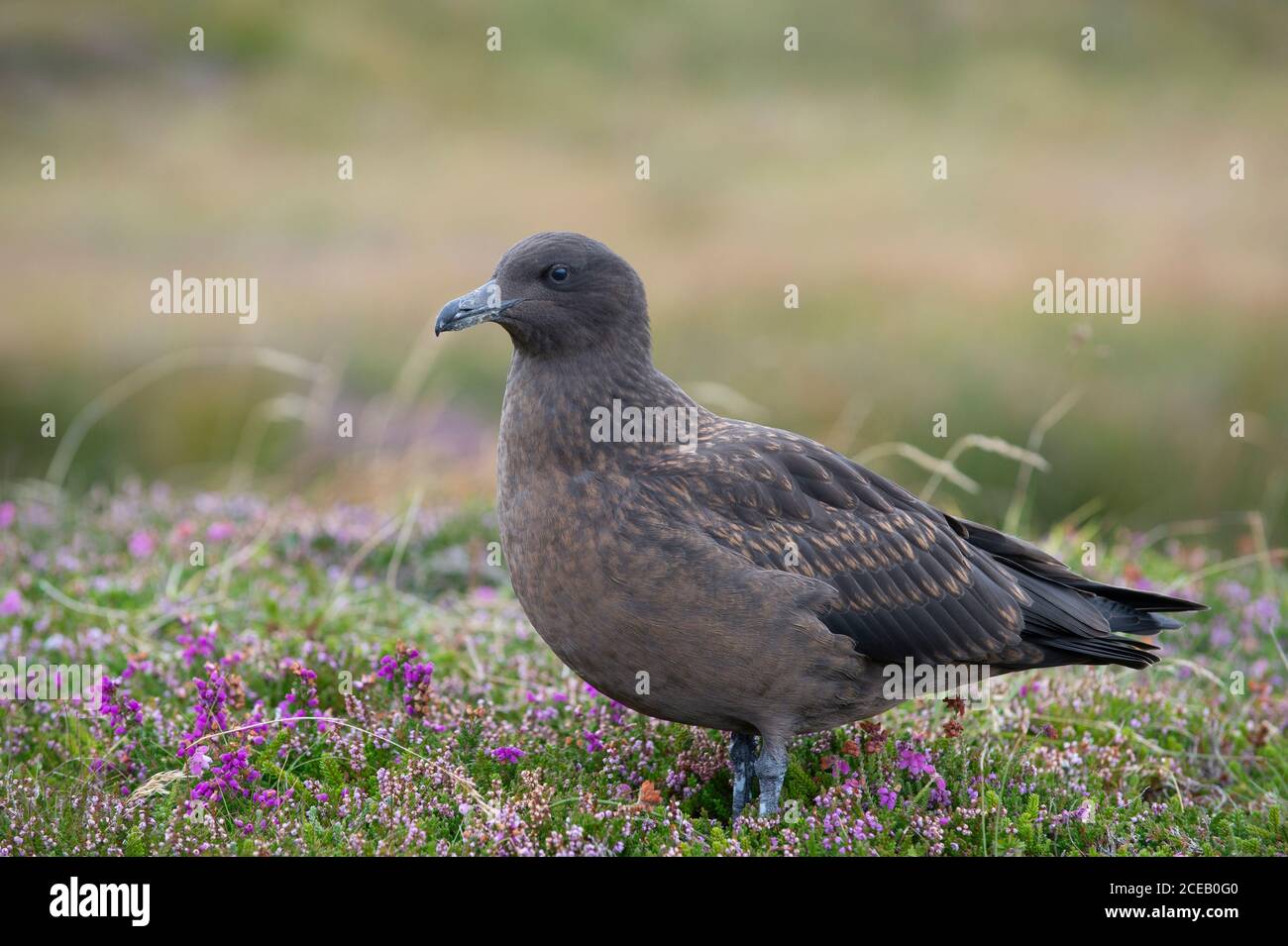 Great Skua, Stercorarius skua, Jungvogel, Handa Island, Schottland, Britische Inseln Stockfoto