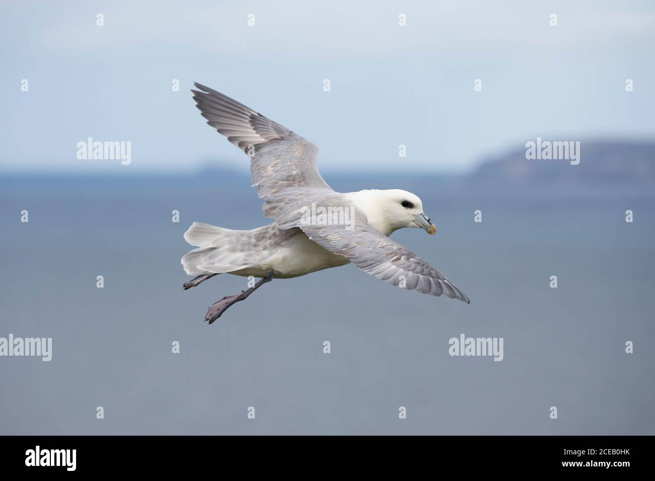 Fulmar, Fulmarus glacialis, im Flug, Handa Island, Schottland Stockfoto