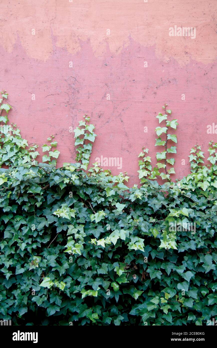 Grüne Reue Pflanze wächst auf roten Steinmauer Stockfoto