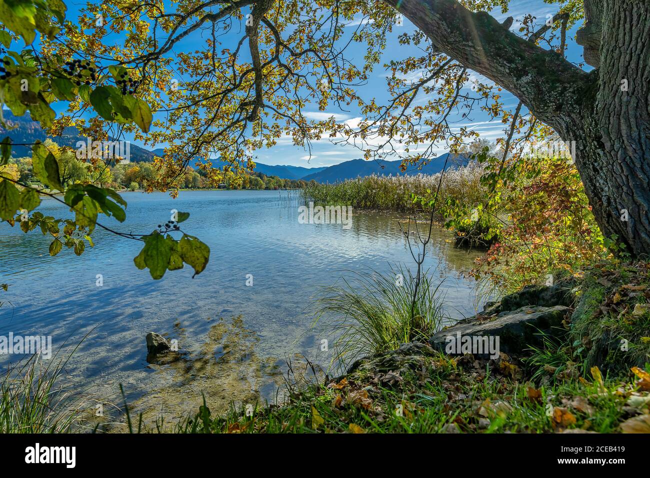 Blick auf einen schönen See im Sommer durch die Äste eines grünen Baumes. Stockfoto