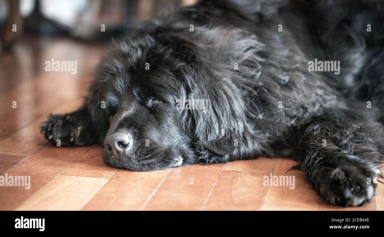 Müde große schwarze Hund schlafen auf Holzboden. Stockfoto