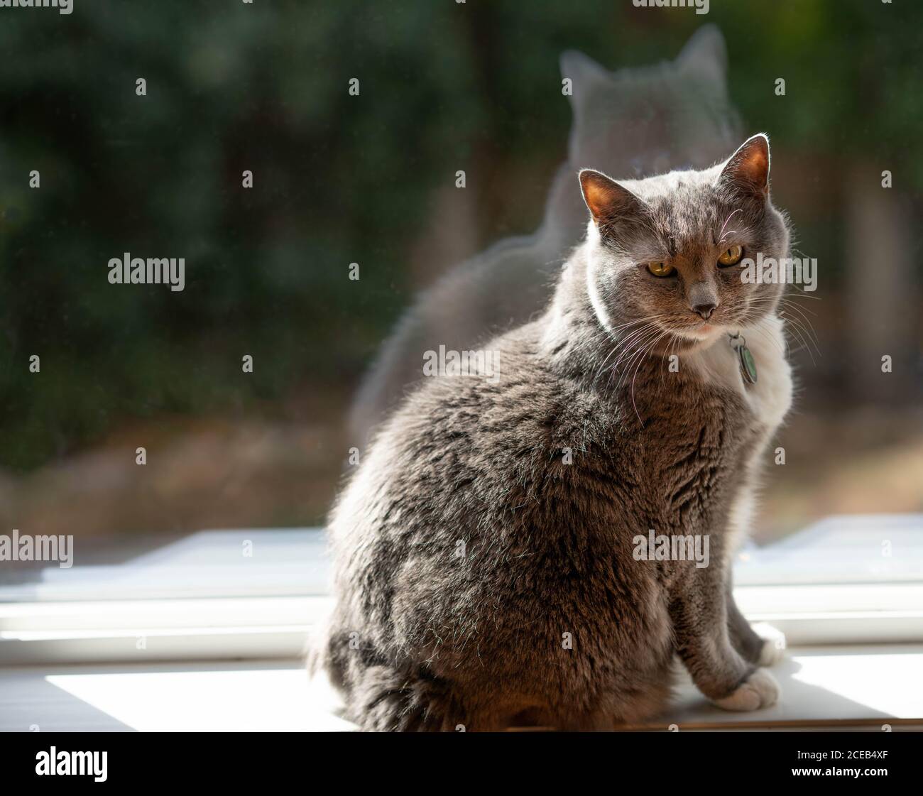 Graue und weiße Katze auf der Fensterbank Stockfoto