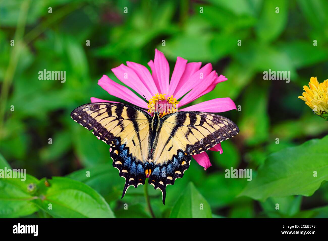 Weiblicher östlicher Tiger-Schwalbenschwanz-Schmetterling, Papilio glaucus, bestäubt einen rosa Zinnia elegans in einem Garten in Westchester County, New York. Stockfoto