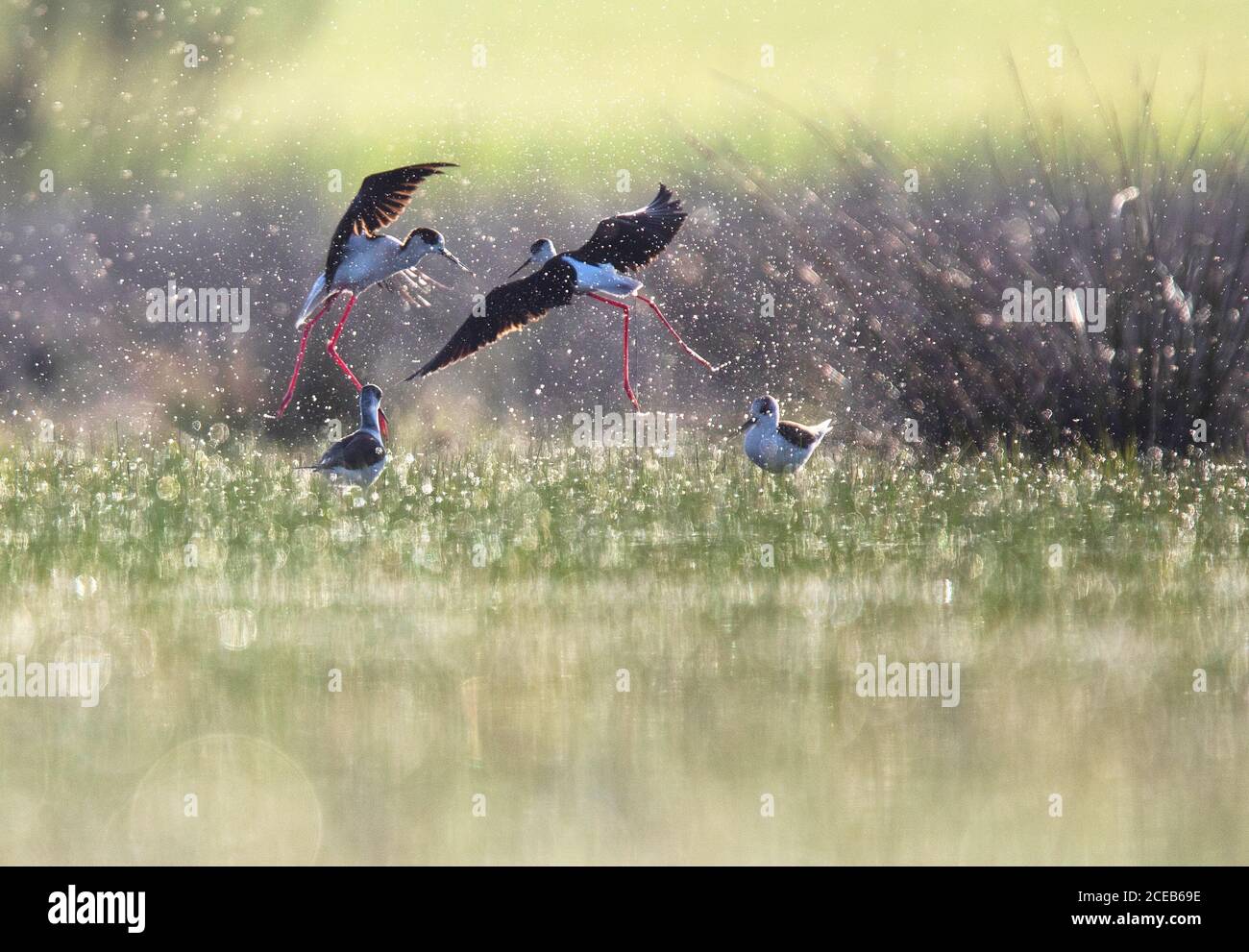 Wilde Vögel zwischen Spritzer in der Nähe von Wasser bei sonnigem Wetter in Belena Lagune, Guadalajara, Spanien spielen Stockfoto