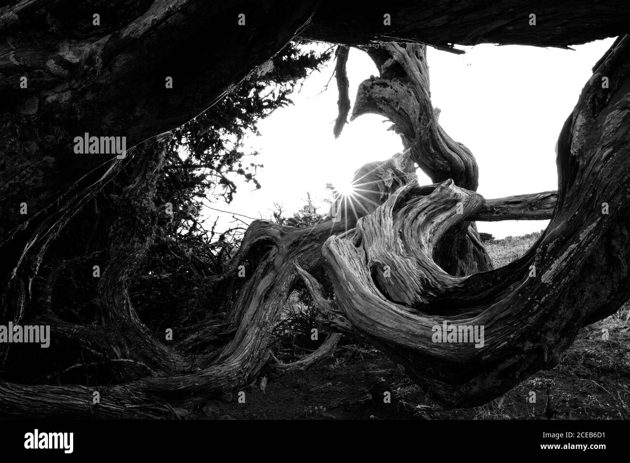 Schwarz und Weiß wunderbar trockenes Holz Trunk zwischen Pflanzen in Hierro Insel, Kanaren, Spanien Stockfoto