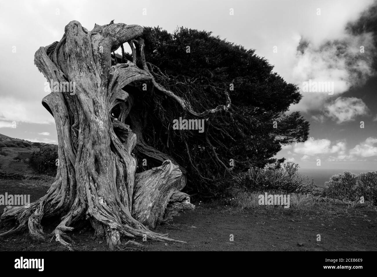 Schwarz und Weiß wunderbar trockenes Holz Trunk zwischen Pflanzen in Hierro Insel, Kanaren, Spanien Stockfoto