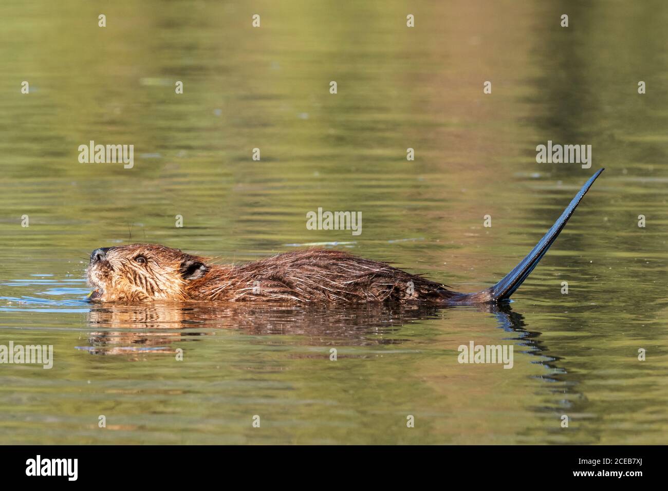 Nordamerika; USA; Alaska; Alaska Range Mountains; Spring; Beaver; Castor canadensis Stockfoto