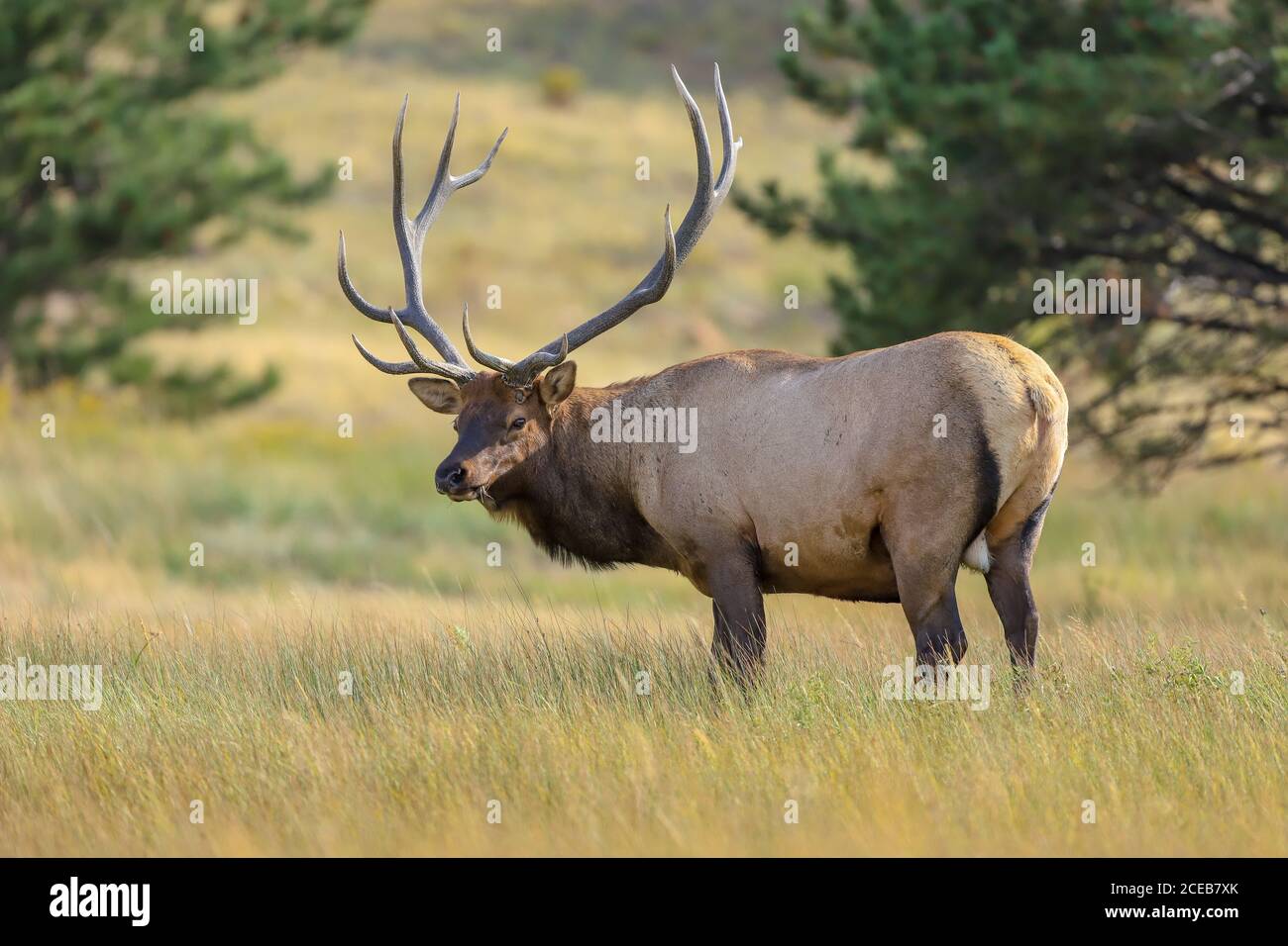 Rocky Mountain Stier Elch Nahaufnahme während der herbstlichen Rut in Colorado Stockfoto