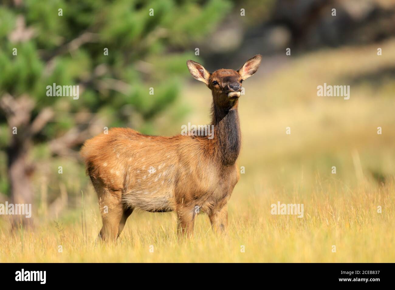Porträt eines Elchkalbes auf einer Wiese im Estes Park, Colorado Stockfoto
