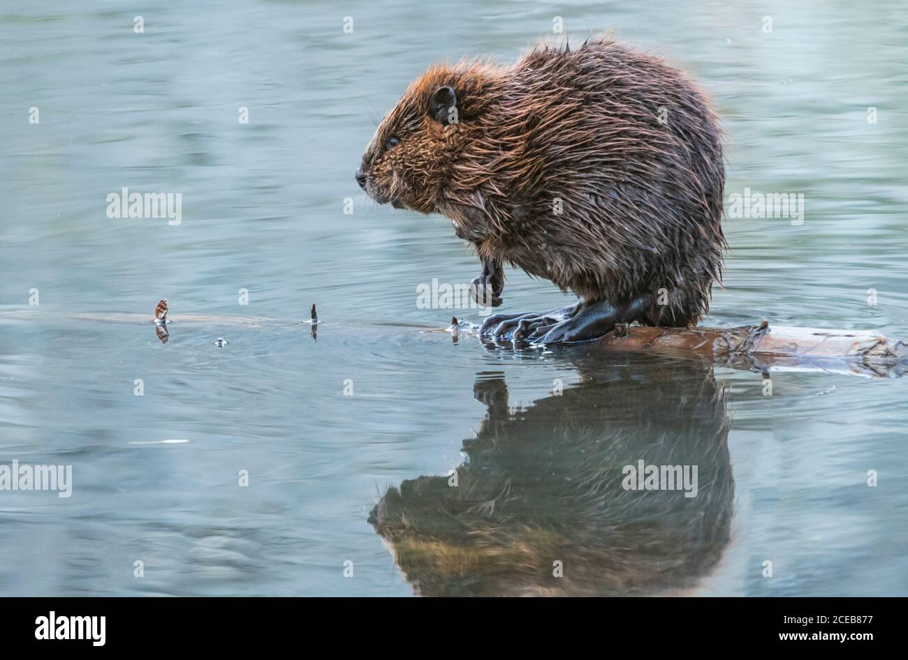 Nordamerika; USA; Alaska; Alaska Range Mountains; Spring; Beaver; Castor canadensis Stockfoto