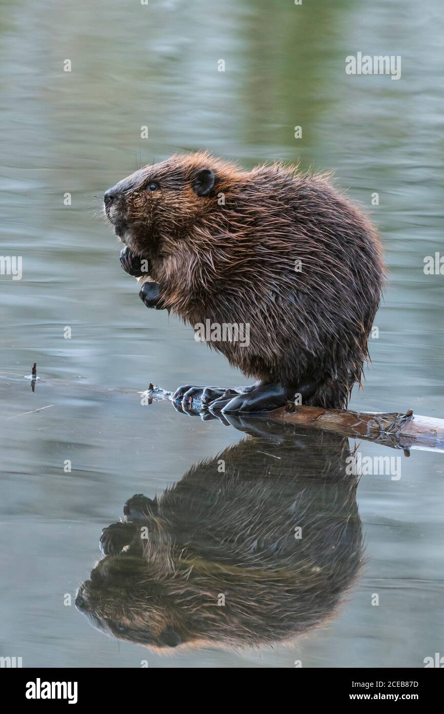Nordamerika; USA; Alaska; Alaska Range Mountains; Spring; Beaver; Castor canadensis Stockfoto