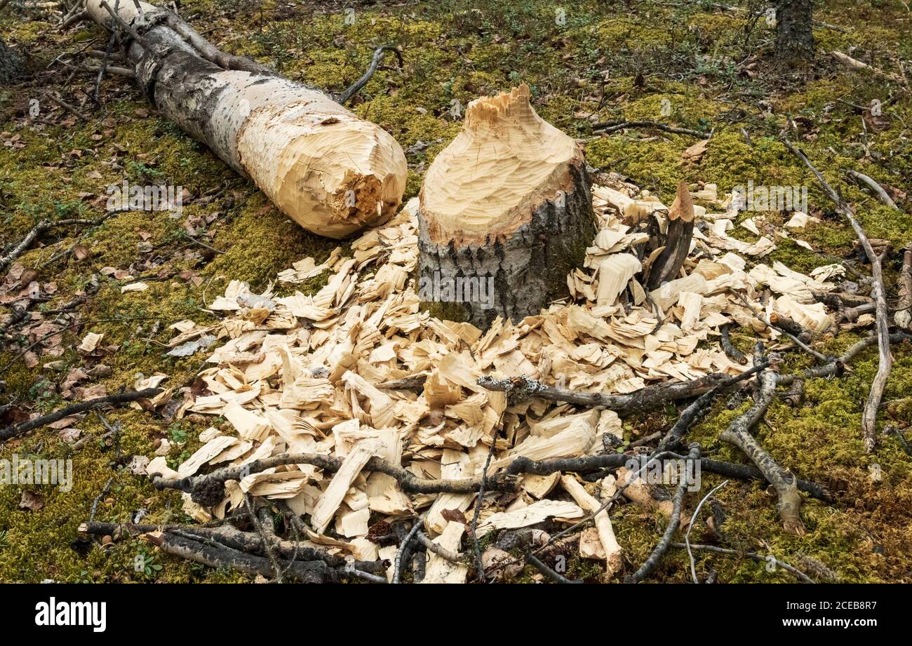 Nordamerika; Vereinigte Staaten; Alaska; Alaska Range Berge; Frühling; Biber Stecklinge; Baum Stockfoto