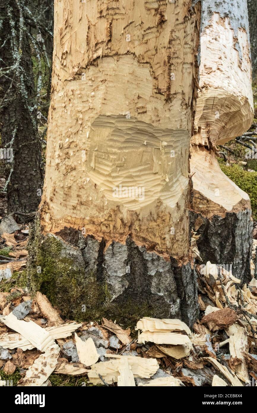 Nordamerika; Vereinigte Staaten; Alaska; Alaska Range Berge; Frühling; Biber Stecklinge; Baum Stockfoto