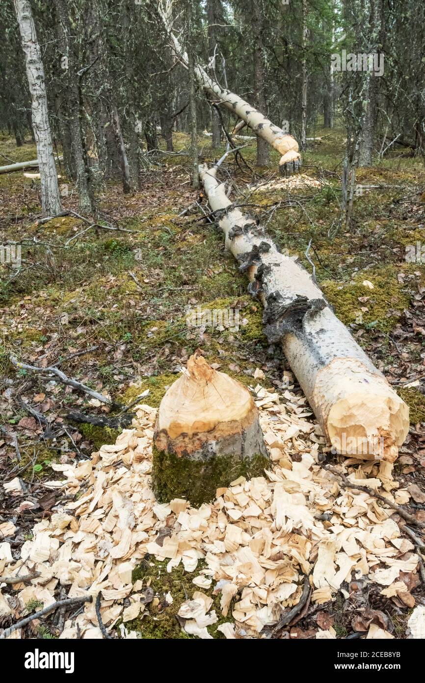 Nordamerika; Vereinigte Staaten; Alaska; Alaska Range Berge; Frühling; Biber Stecklinge; Baum Stockfoto