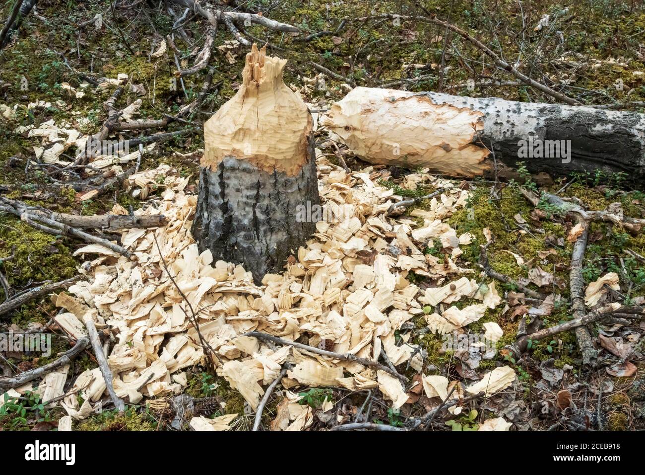 Nordamerika; Vereinigte Staaten; Alaska; Alaska Range Berge; Frühling; Biber Stecklinge; Baum Stockfoto