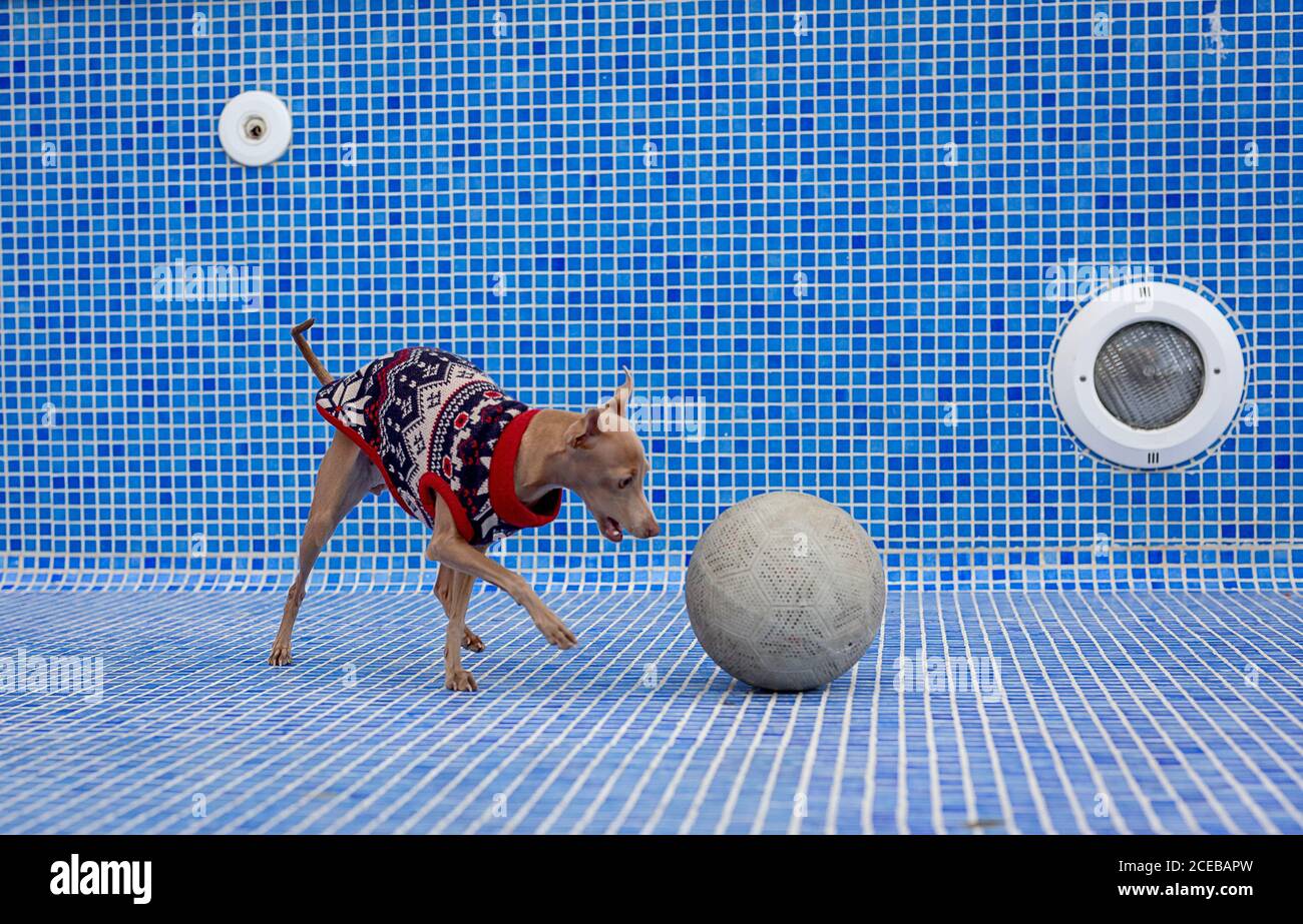 Lustige italienische Windhund Hund spielt im Pool mit einem Ball. Wollpullover Stockfoto