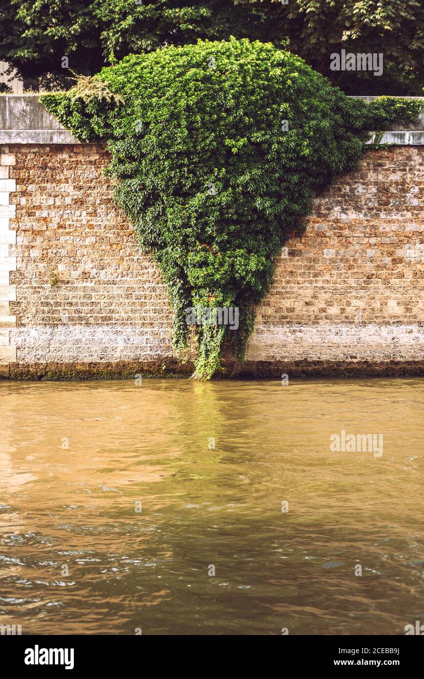 Barriere Wand auf dem Fluss in Paris von grünen Pflanzen bedeckt Stockfoto