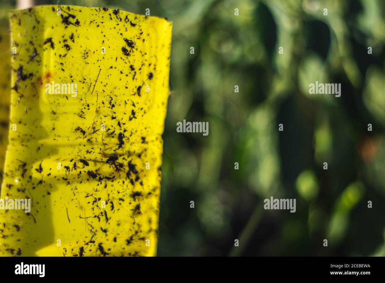 Insekten fangen im Garten Stockfoto
