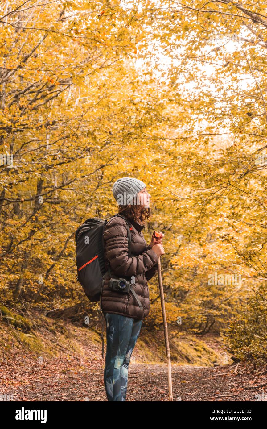 Seitenansicht einer Dame in Hut und Skijacke mit Rucksack und Spazierstock auf dem Wanderweg zwischen Herbstwald in Isoba, Kastilien und Leon, Spanien Stockfoto