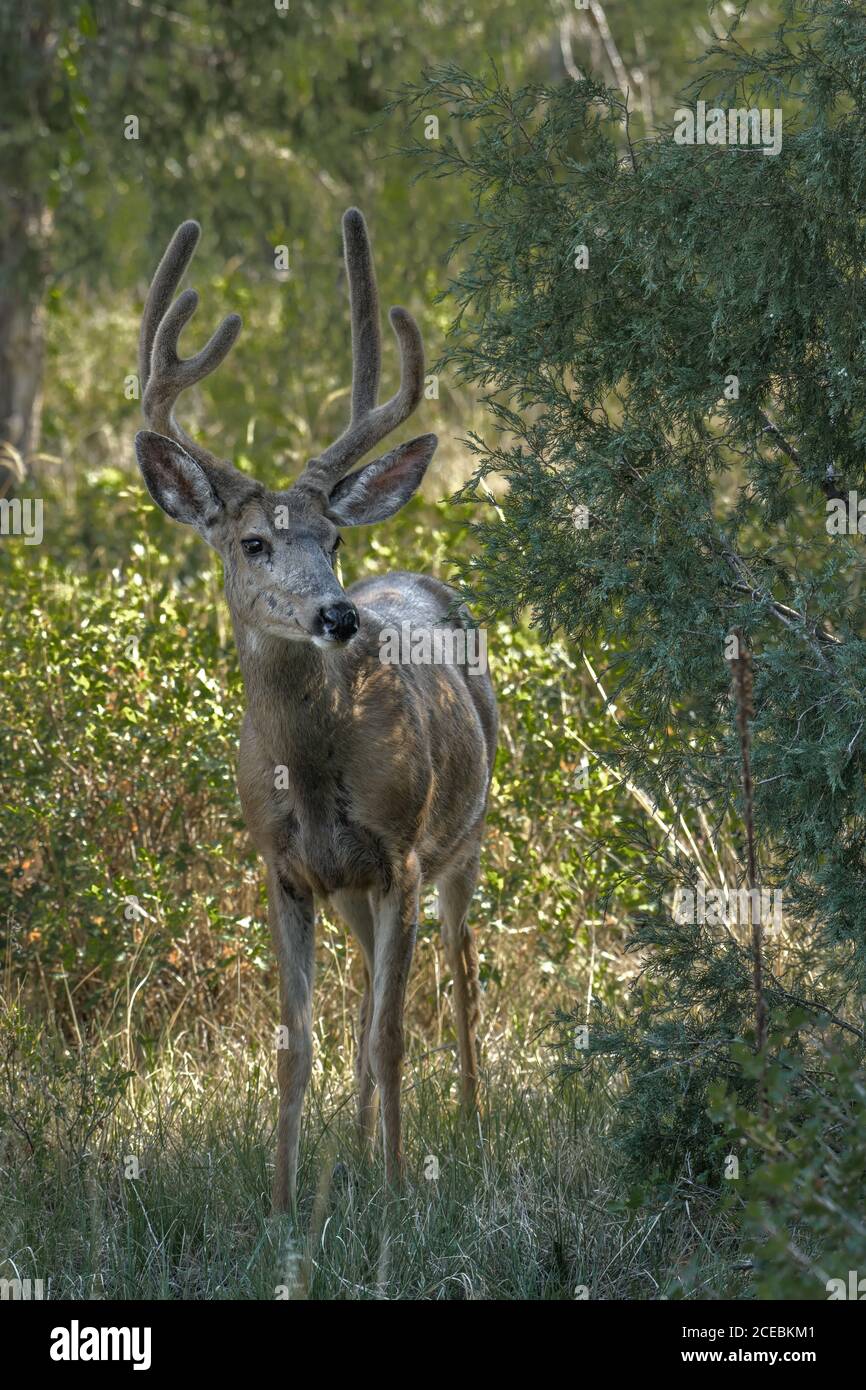 Ein reifer männlicher Maultierbock, der großes samtbedecktes Geweih wächst. Stockfoto