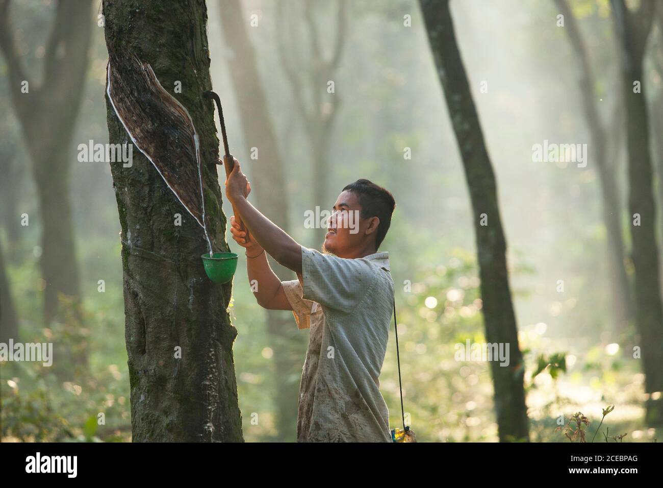 West Java, Indonesien-5. Juli 2020: Hasan arbeitet als Gummitapper auf Kautschukplantagen. Er arbeitet täglich von 06.00 bis 10.00 Uhr. Stockfoto