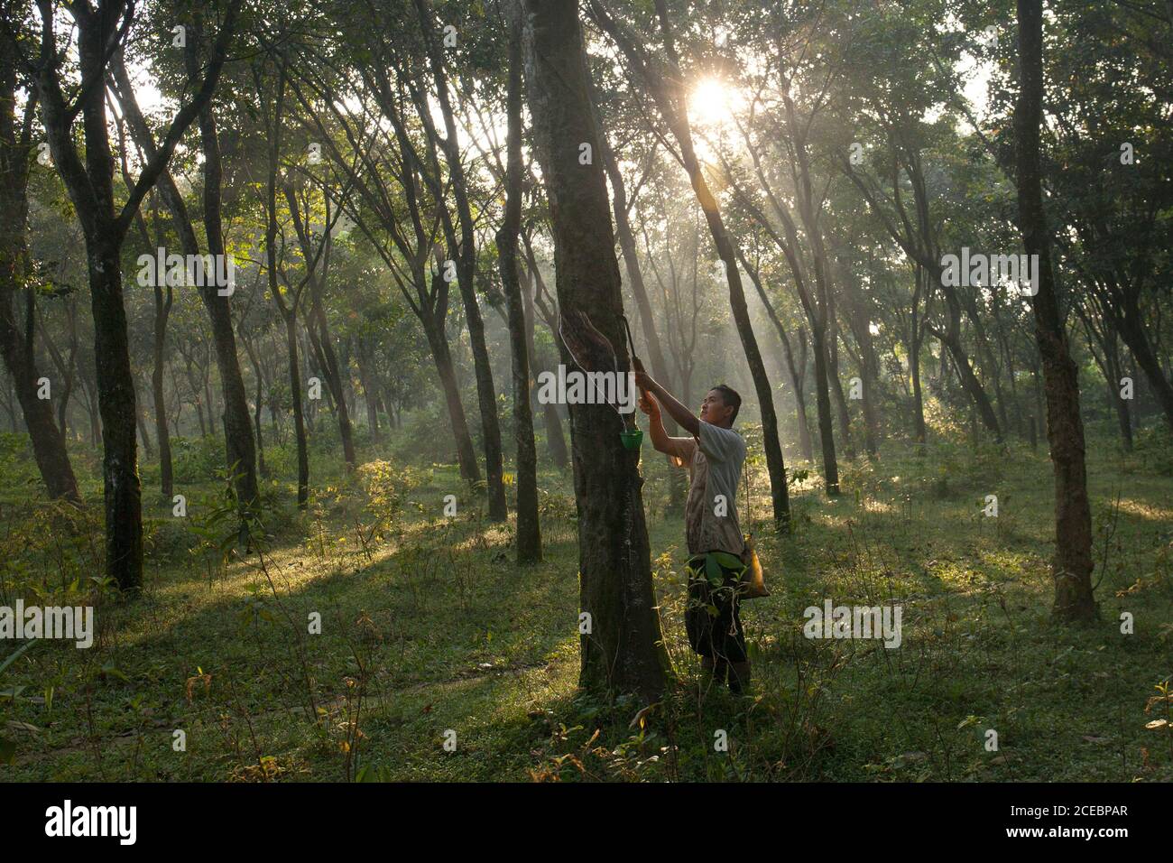 West Java, Indonesien-5. Juli 2020: Hasan arbeitet als Gummitapper auf Kautschukplantagen. Er arbeitet täglich von 06.00 bis 10.00 Uhr. Stockfoto