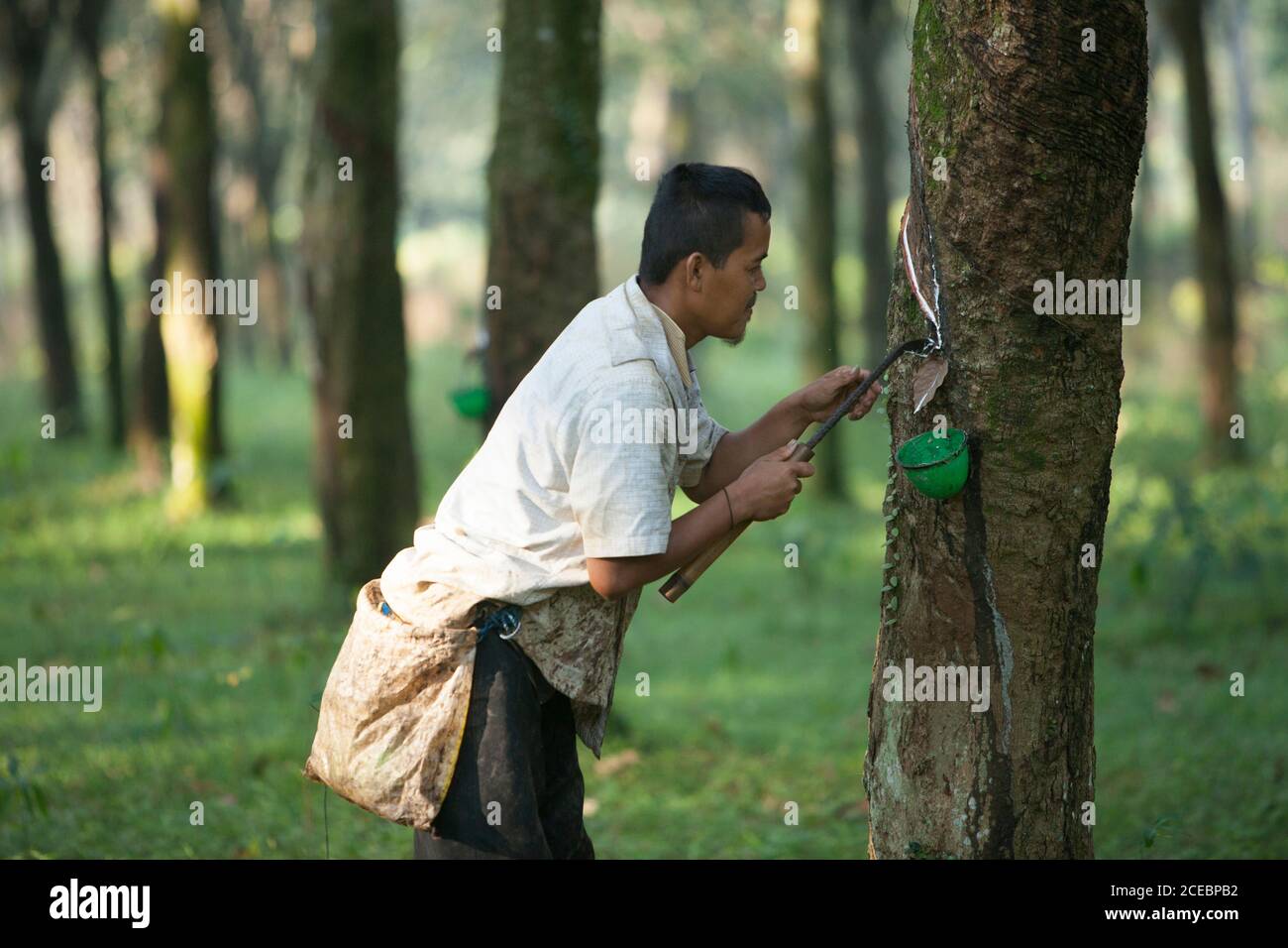 West Java, Indonesien-5. Juli 2020: Hasan arbeitet als Gummitapper auf Kautschukplantagen. Er arbeitet täglich von 06.00 bis 10.00 Uhr. Er kann tappin Stockfoto