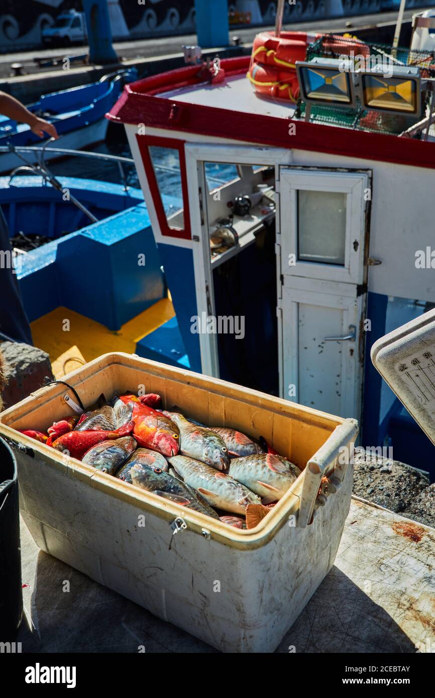 Box gefüllt mit bunten frisch gefangenen Fisch auf dem Boot im Sonnenlicht, Kanarische Inseln Stockfoto