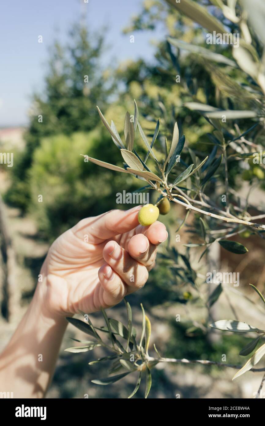 wie lange wchst ein olivenbaum Mini Olivenbaum "Olivio"