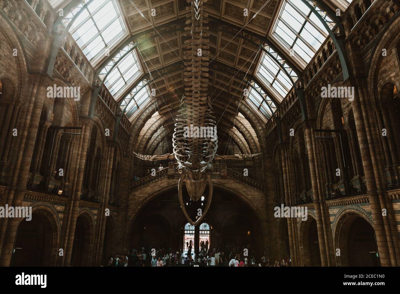 LONDON, VEREINIGTES KÖNIGREICH - 23. OKTOBER 2018: Majestätisches Skelett des Blauwals, das an der Decke hängt im Natural History Museum in London, England Stockfoto