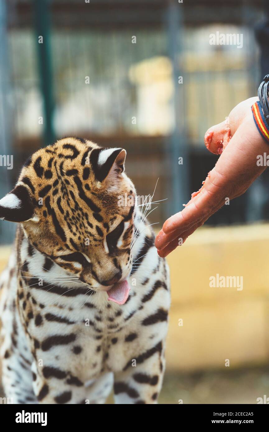 Hand streichelender Leopard im Zoo Stockfoto