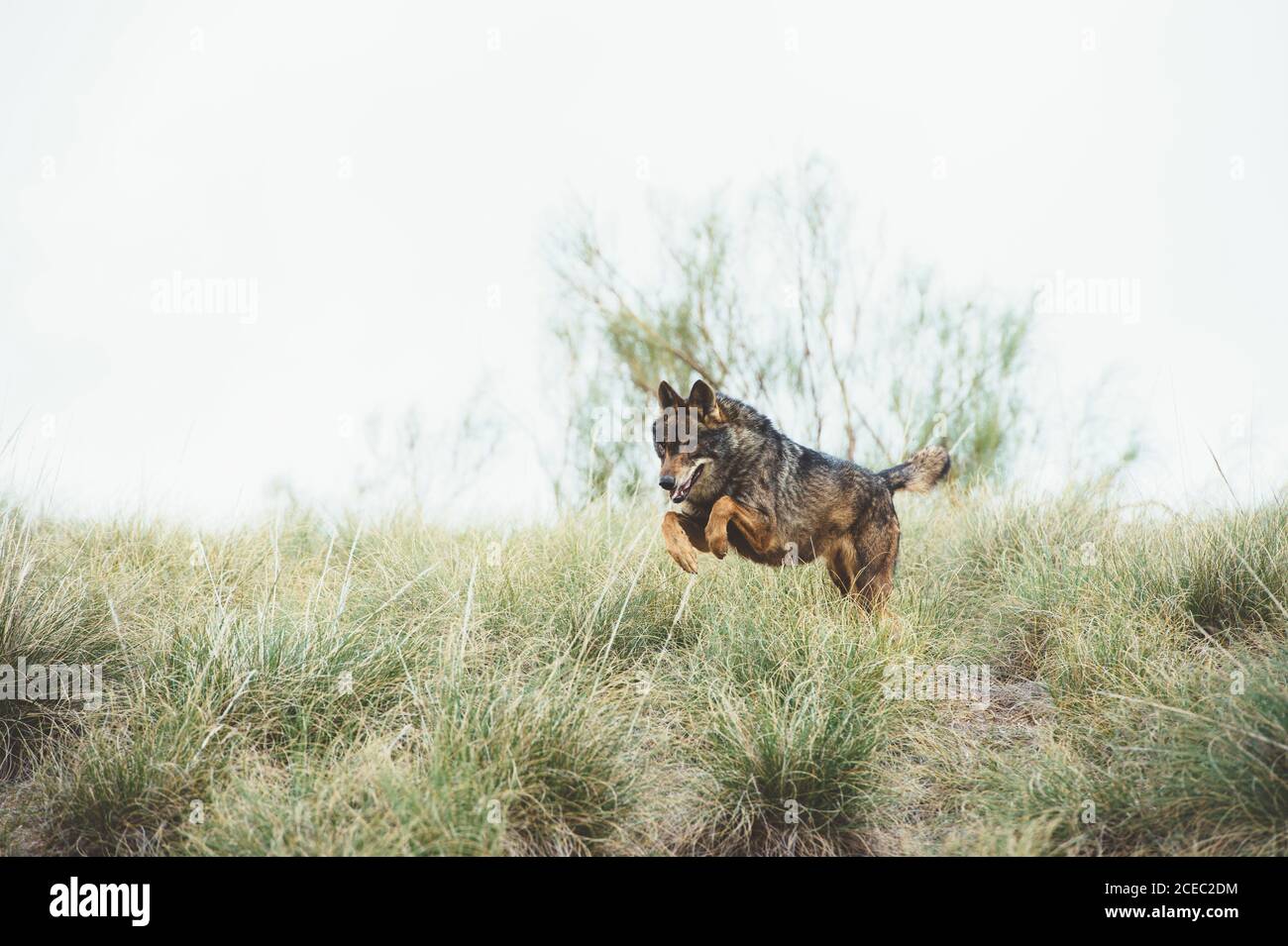 Brauner Pelz Wolf mit Spaß und Springen auf grünem Gras in der Reserve