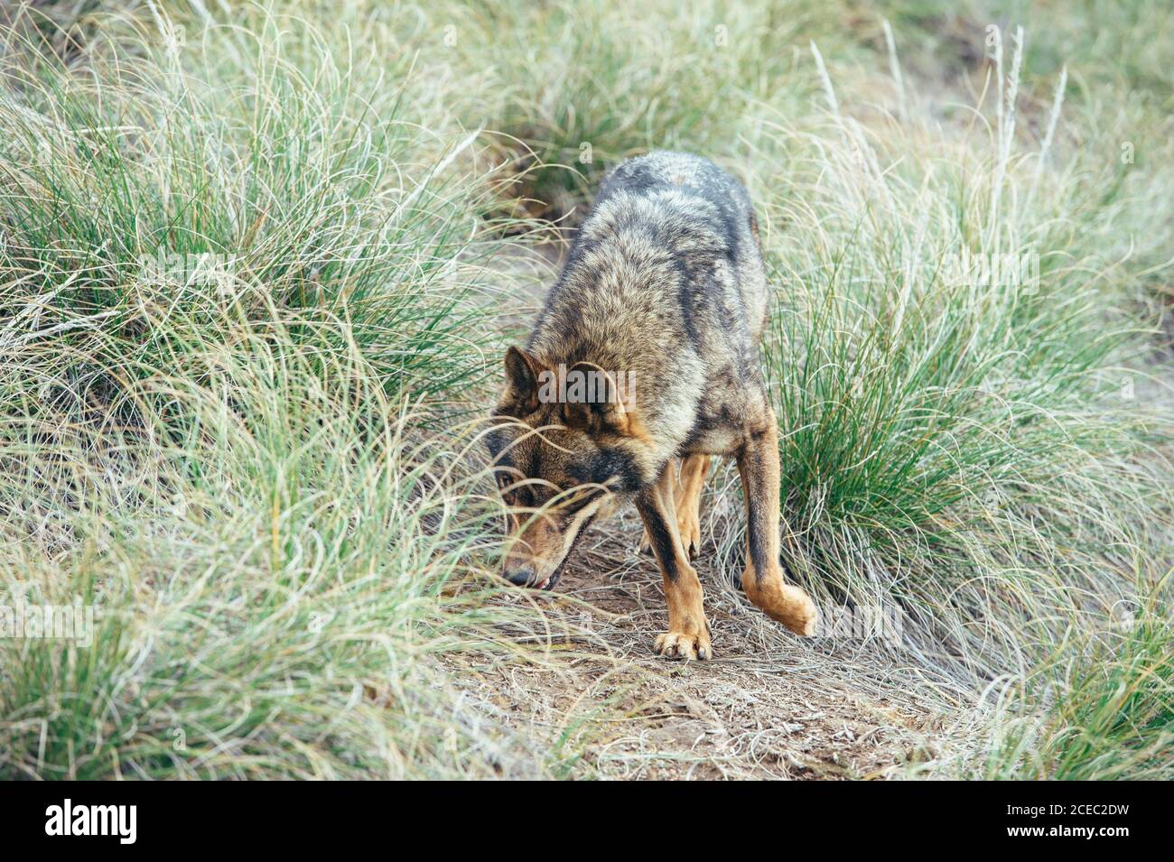 Wolf springt auf grünem Gras Stockfoto