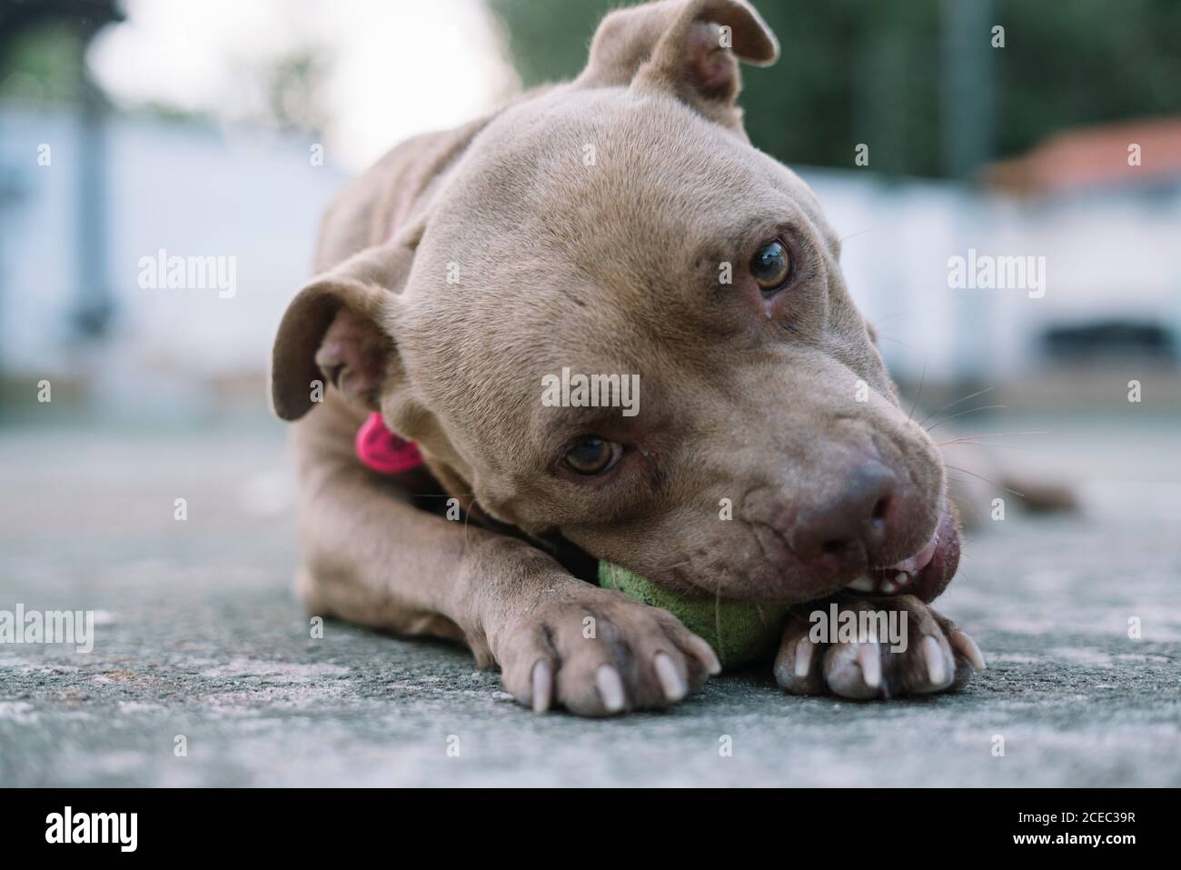 Hund spielt mit Ball im Freien Stockfoto