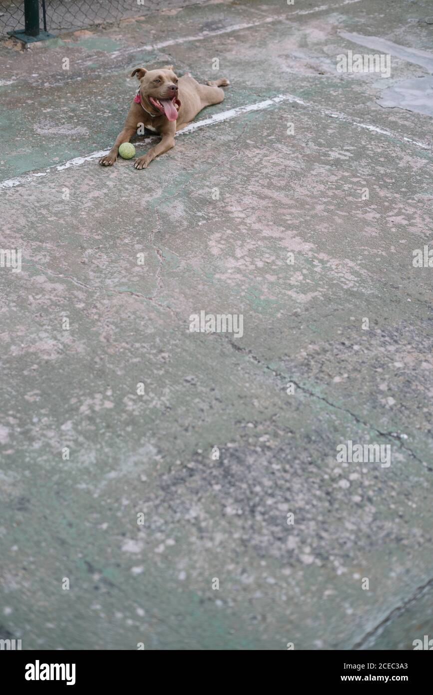 Hund spielt mit Ball im Freien Stockfoto
