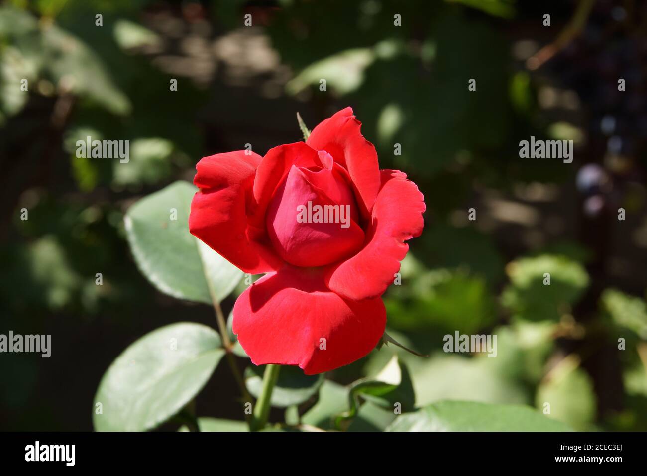 Schöne rote Rose blüht in meinem Garten Stockfoto