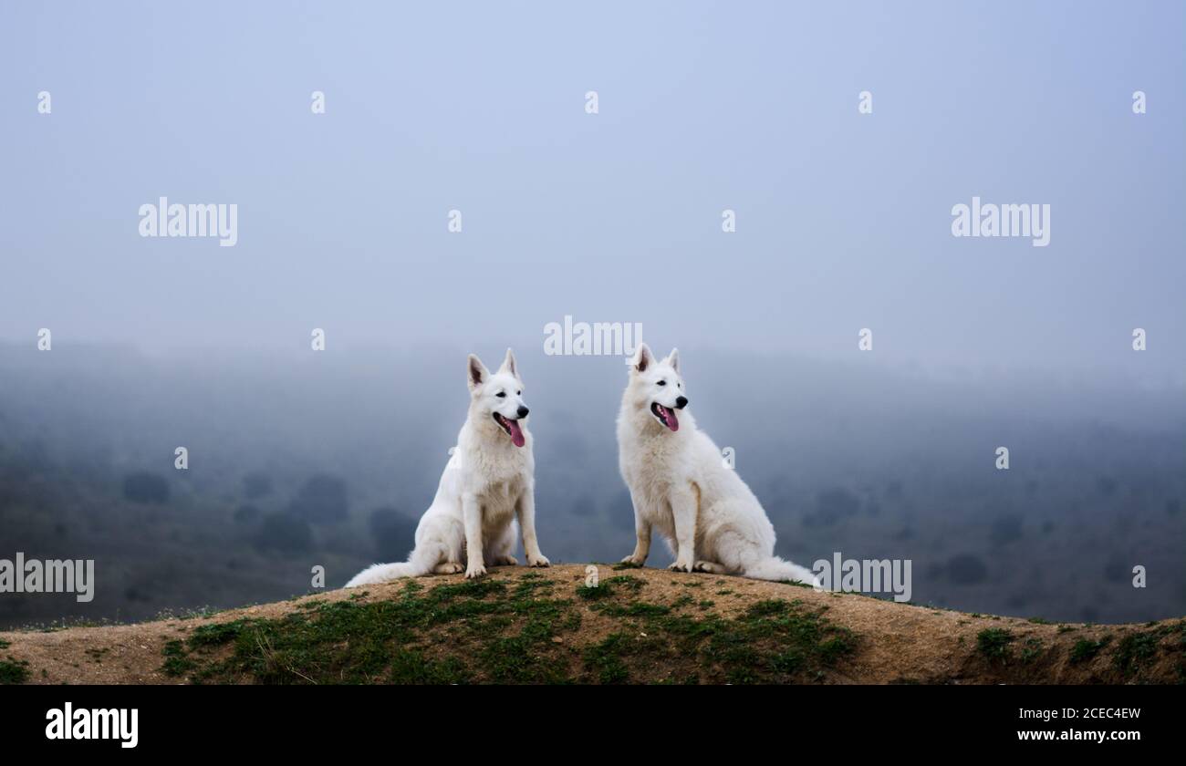 Schweizer Berghunde Stockfotos und -bilder Kaufen - Alamy