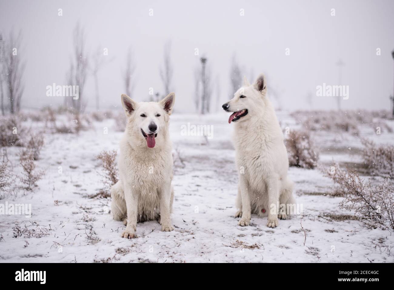 Hunde im verschneiten Park Stockfoto
