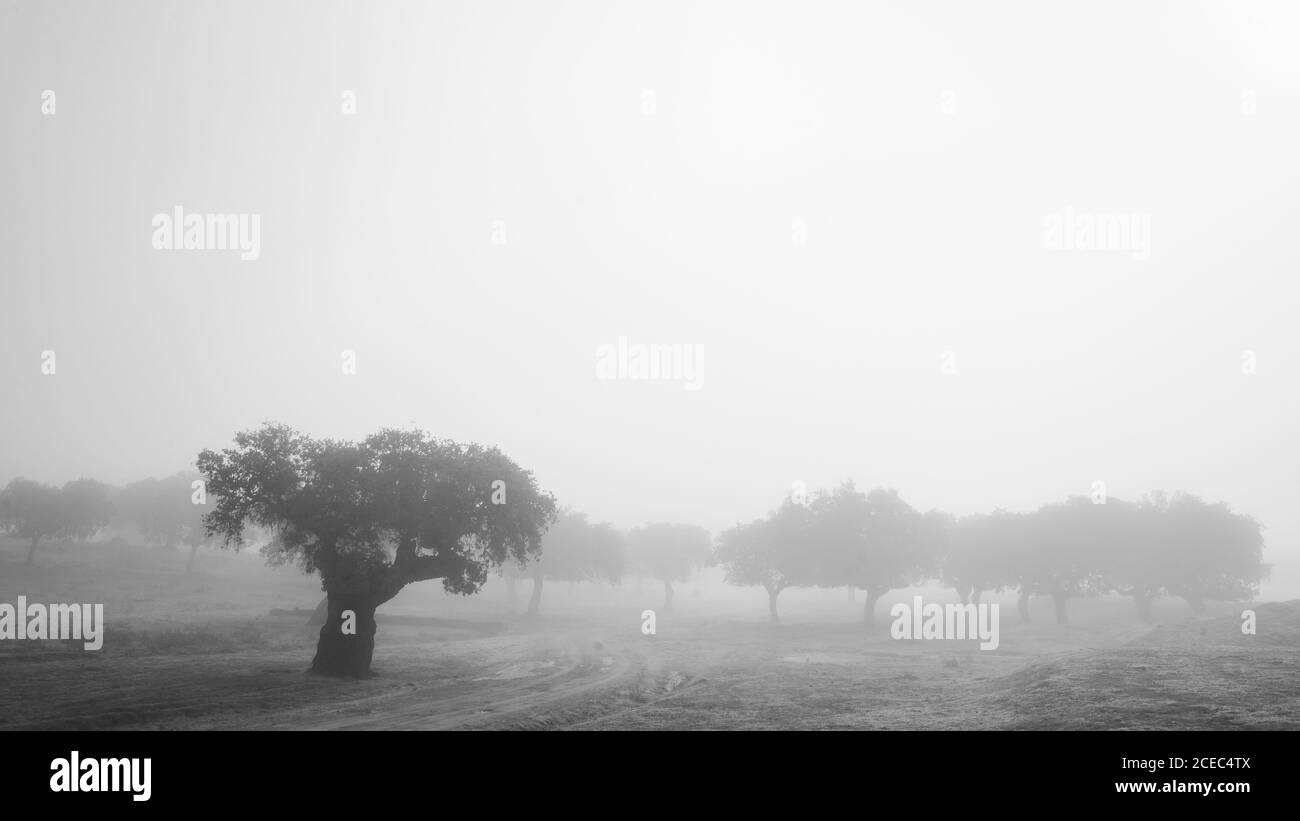 Schwarze und weiße Holz zwischen Gras wachsen auf Wiese in Nebel und bewölkter Himmel Stockfoto