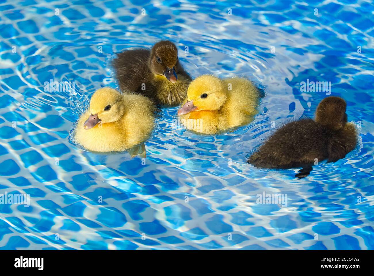 Gelb und Braun kleine niedliche Enten im Schwimmbad. Schwarz und gelb Entlein Schwimmen in kristallklarem blauem Wasser sonnigen Sommertag. Stockfoto