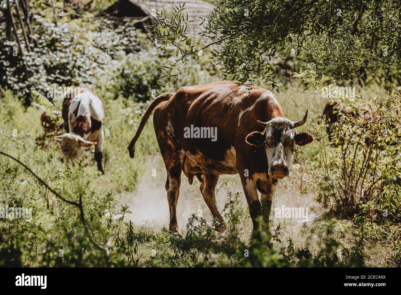 Eine braune, magere gehörnte Kuh mit einem gebrochenen Horn, die im wirbelnden Staub unter den Bäumen steht und während des sonnigen Sommertages auf die Kamera starrt Stockfoto