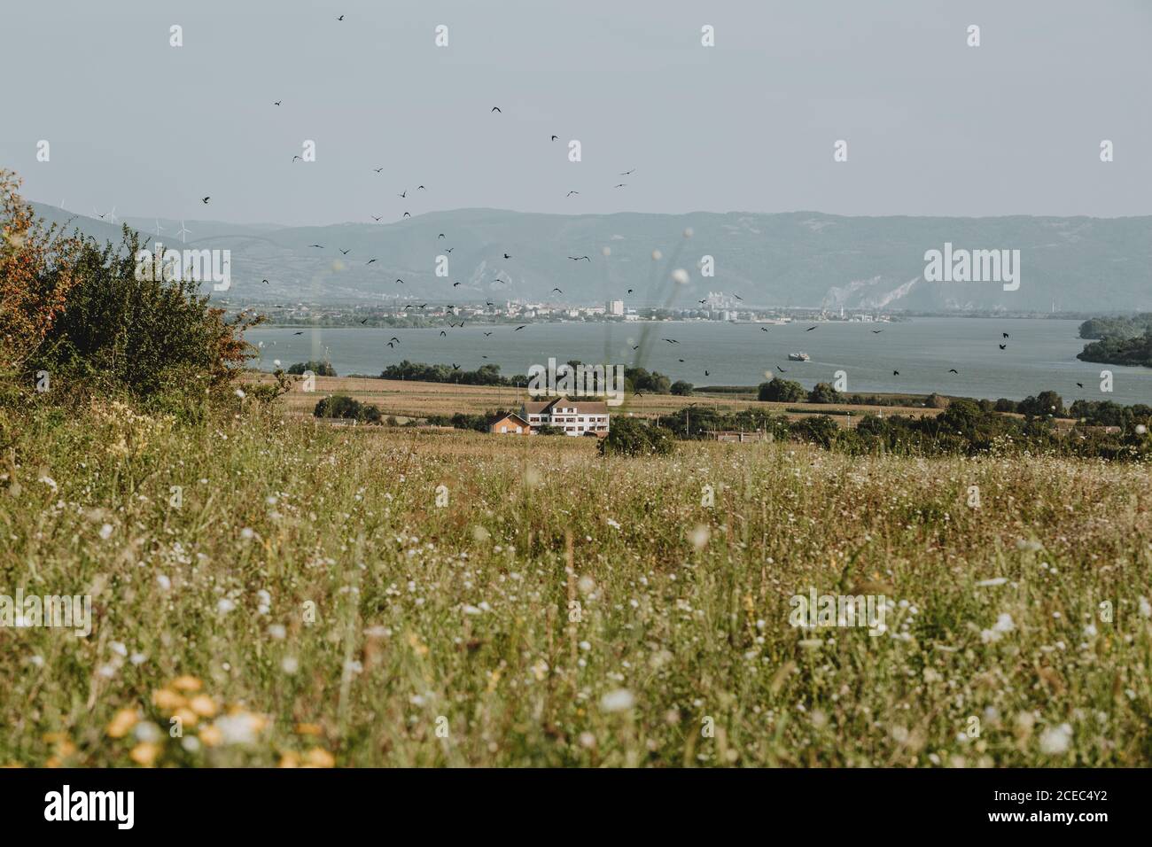 Vogelschar über die Felder und Wiesen, mit dem Frachtschiff in den Hafen an der Donau an der serbisch-rumänischen Grenze Stockfoto