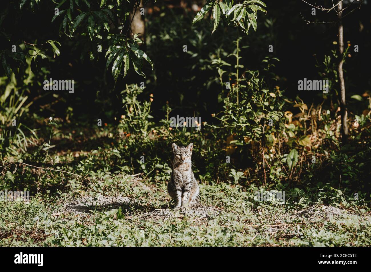 Eine signle grau gestromte Katze sitzt im grünen Garten in der Mitte des Bildes, starrte direkt auf die Kamera, während der Sommer sonnigen Morgen Stockfoto