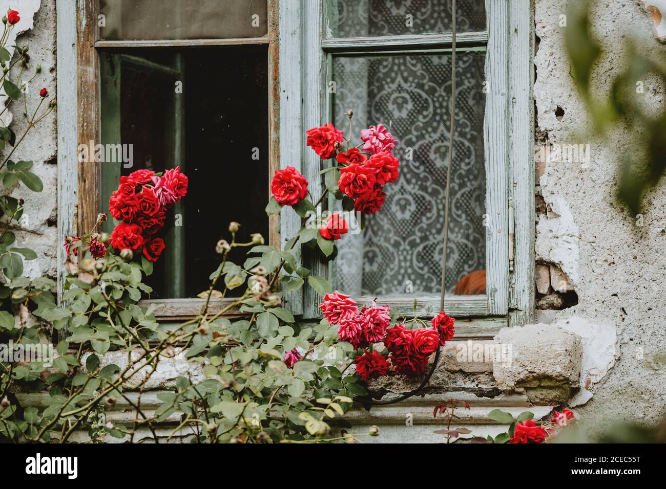 Der Busch blühender roter Rosen vor alten Haus mit rissiger Fassade und geöffnetem Fenster mit türkisfarbenem Rahmen Und Vorhang Stockfoto
